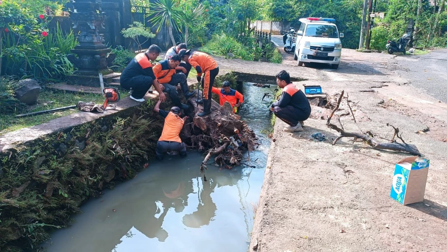 BPBD Tabanan Tangani Sumbatan Akar Kayu Pasca Hujan Deras di Desa Kukuh - Marga